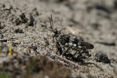 Blue-winged Grasshopper - Oedipoda caerulescens - Blauwvleugelsprinkhaan