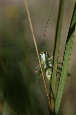 Sickle-bearing bush-cricket - Phaneroptera falcata - Sikkelsprinkhaan