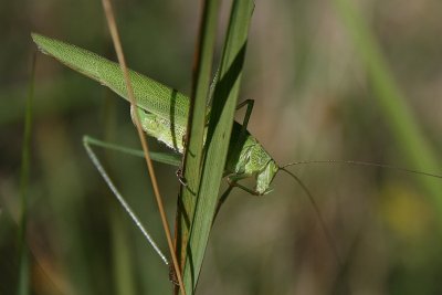 Sickle-bearing bush-cricket - Phaneroptera falcata - Sikkelsprinkhaan