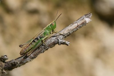 Meadow Grasshopper - Chorthippus parallelus - Krasser