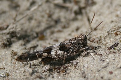 Blue-winged Grasshopper - Oedipoda caerulescens - Blauwvleugelsprinkhaan