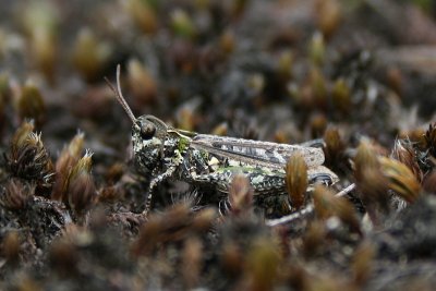 Bow-winged Grasshopper - Chorthippus biguttulus - Ratelaar
