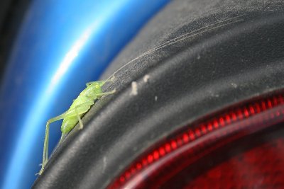 Southern oak bush-cricket - Meconema meridionale - Zuidelijke Boomsprinkhaan