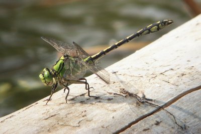 Green Snaketail - Ophiogomphus cecilia - Gaffellibel