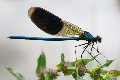 Banded Demoiselle - Calopteryx splendens - Weidebeekjuffer