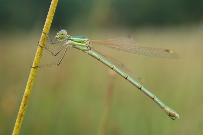 Migrant Spreadwing - Lestes barbarus - Zwervende Pantserjuffer