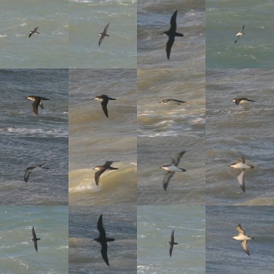 Manx Shearwater - Puffinus puffinus compilation