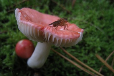 Shrimp Mushroom - Russula xerampelina - Vissige Russula