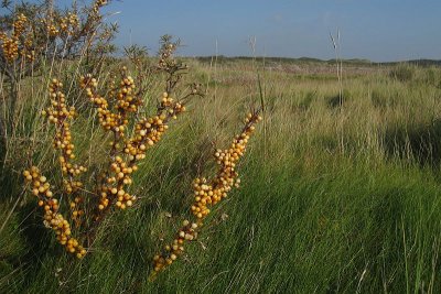 Sea Buckthorn - Hippophae rhamnoides - Duindoorn, Vlieland