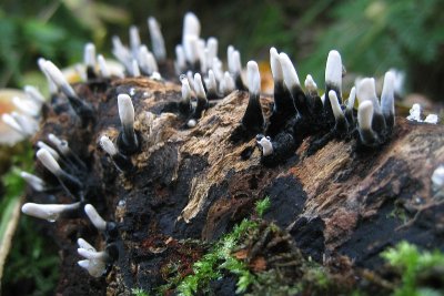 fungus sp.
