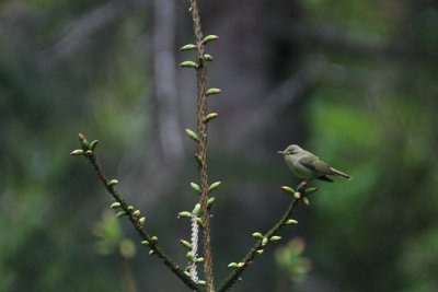 Bright-green Warbler - Phylloscopus nitidus