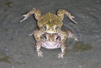 Natterjack Toad - Bufo calamita