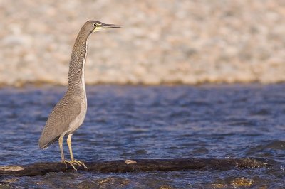 Fasciated Tiger-Heron - Tigrisoma fasciatum