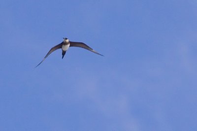 Arctic Skua - Stercorarius parasiticus