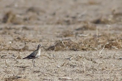 American Golden Plover - Pluvialis dominica