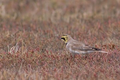 Horned Lark - Eremophila alpestris