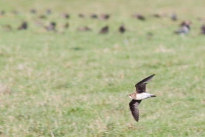 Black-winged Pratincole - Glareola nordmannii