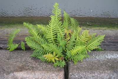 Polypodium vulgare