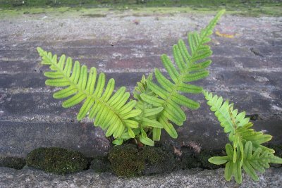 Polypodium vulgare