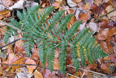 Dryopteris dilatata