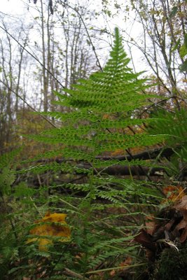 Athyrium filix-femina