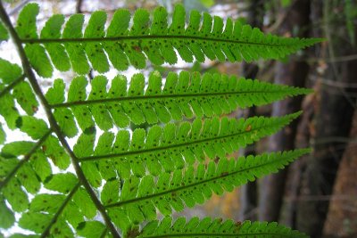 Dryopteris filix-mas
