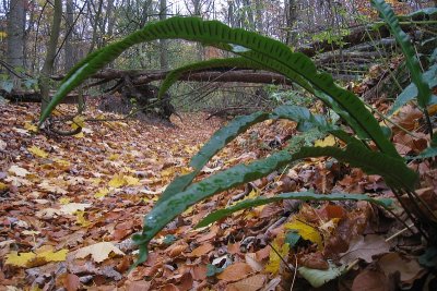 Asplenium scolopendrium