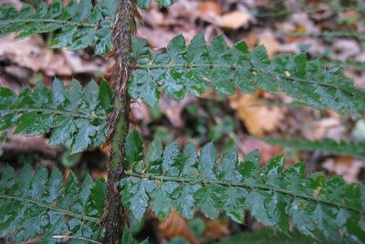 Polystichum setiferum