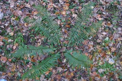 Polystichum setiferum