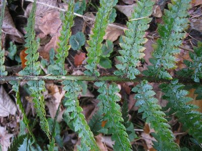 Polystichum setiferum