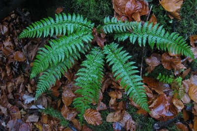 Polystichum aculeatum