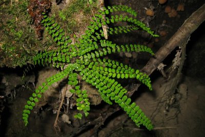 Asplenium trichomanes