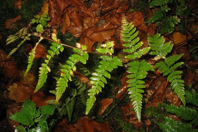 Dryopteris carthusiana