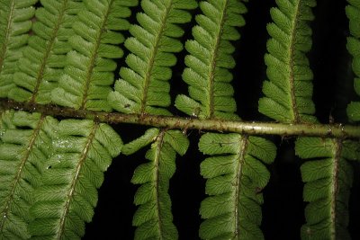 Dryopteris affinis