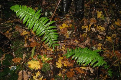 Dryopteris affinis