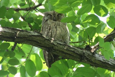 Pale Scops Owl - Otus brucei