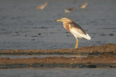 Javan Pond Heron - Ardeola speciosa, Khok Kham