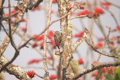 Stripe-breasted Woodpecker -Dendrocopos atratus, Doi Chiang Dao, Den Ya Kat