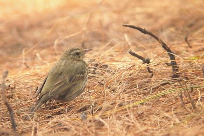 Olive-backed Pipit - Anthus hodgsonii, Doi Chiang Dao, Den Ya Kat