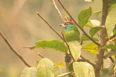 Blue-throated Barbet - Megalaima asiatica, Doi Chiang Dao