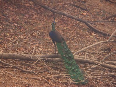 Green Peafowl - Pavo muticus, Huai Hong Krai Royal Project, Northern Thailand