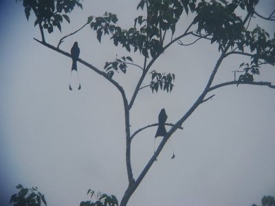 Greater Racket-tailed Drongos - Dicrurus paradiseus, Khao Yai National Park