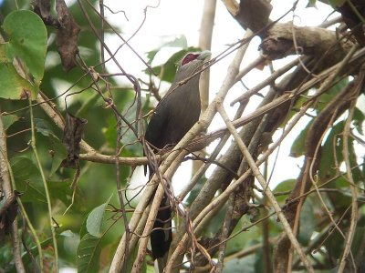 Green-billed Malkoha - Phaenicophaeus tristis, Khao Yai National Park