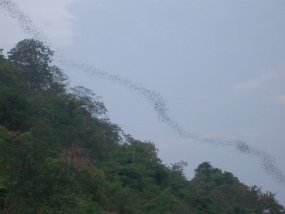 Part of 2 million Wrinkle-lipped Bats - Tadaria plicata, Khao Yai National Park