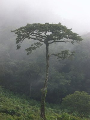 Sierra de Los Tuxtlas, Veracruz