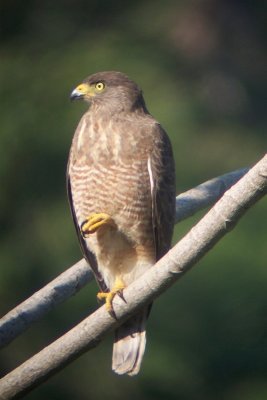 Roadside Hawk - Buteo magnirostris