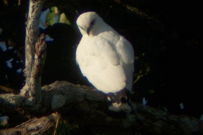 White Hawk - Leucopternis albicollis