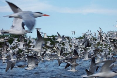 Royal Tern - Sterna maxima, La Antigua, Veracruz