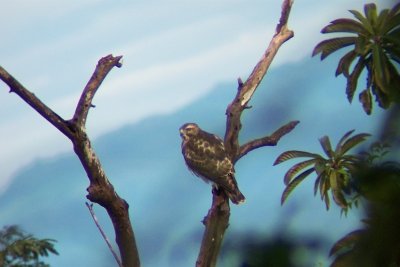 Broad-winged Hawk - Buteo platypterus