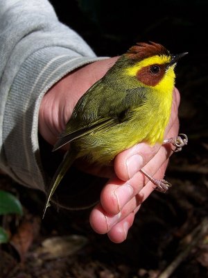 Golden-browed Warbler - Basileuterus belli